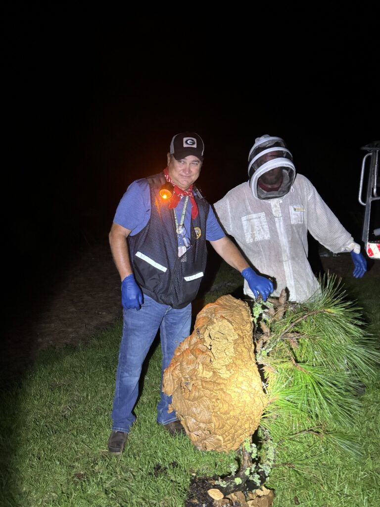 Yellow-legged hornet nest removal.